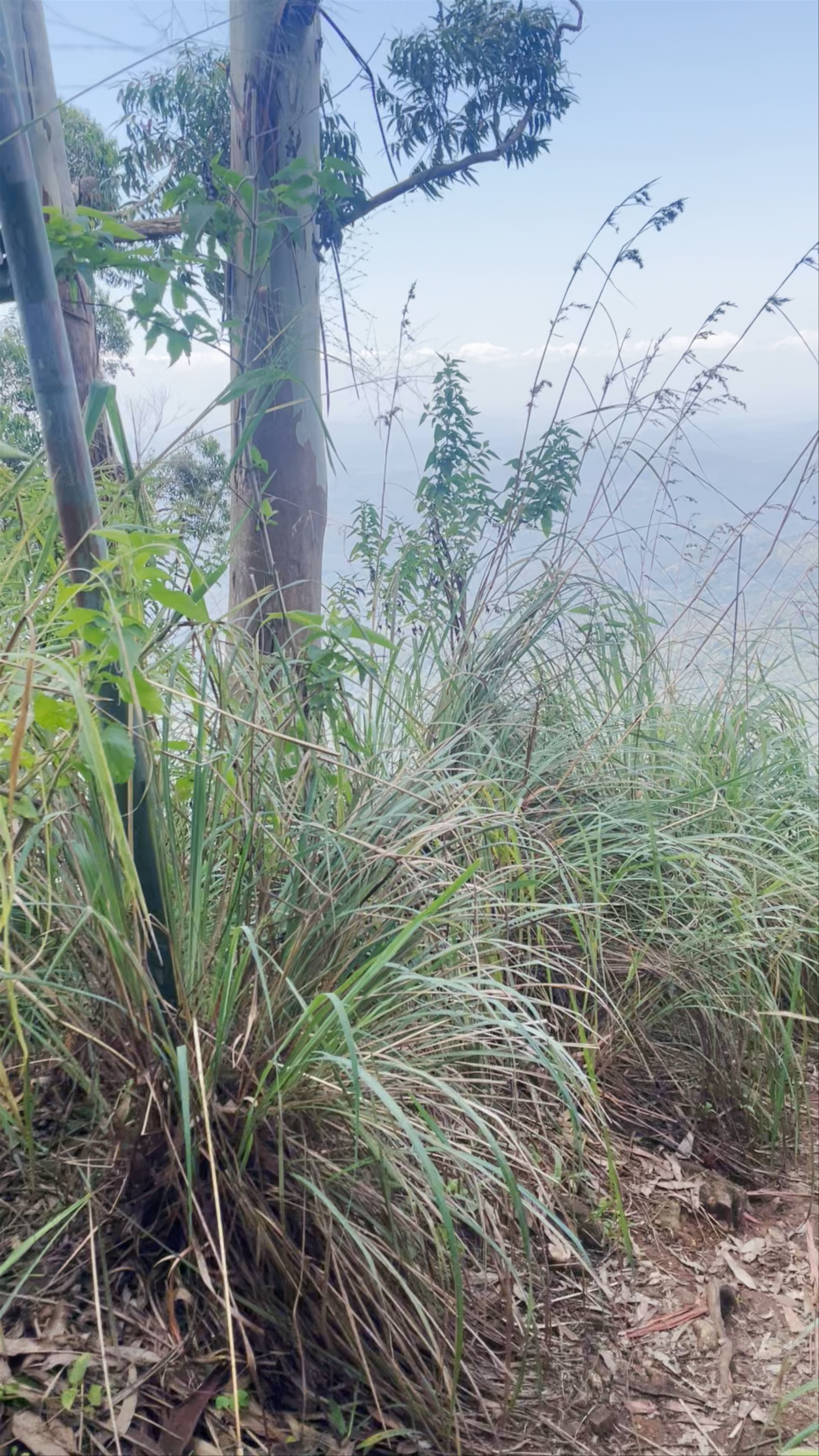 Ella Rock View Point