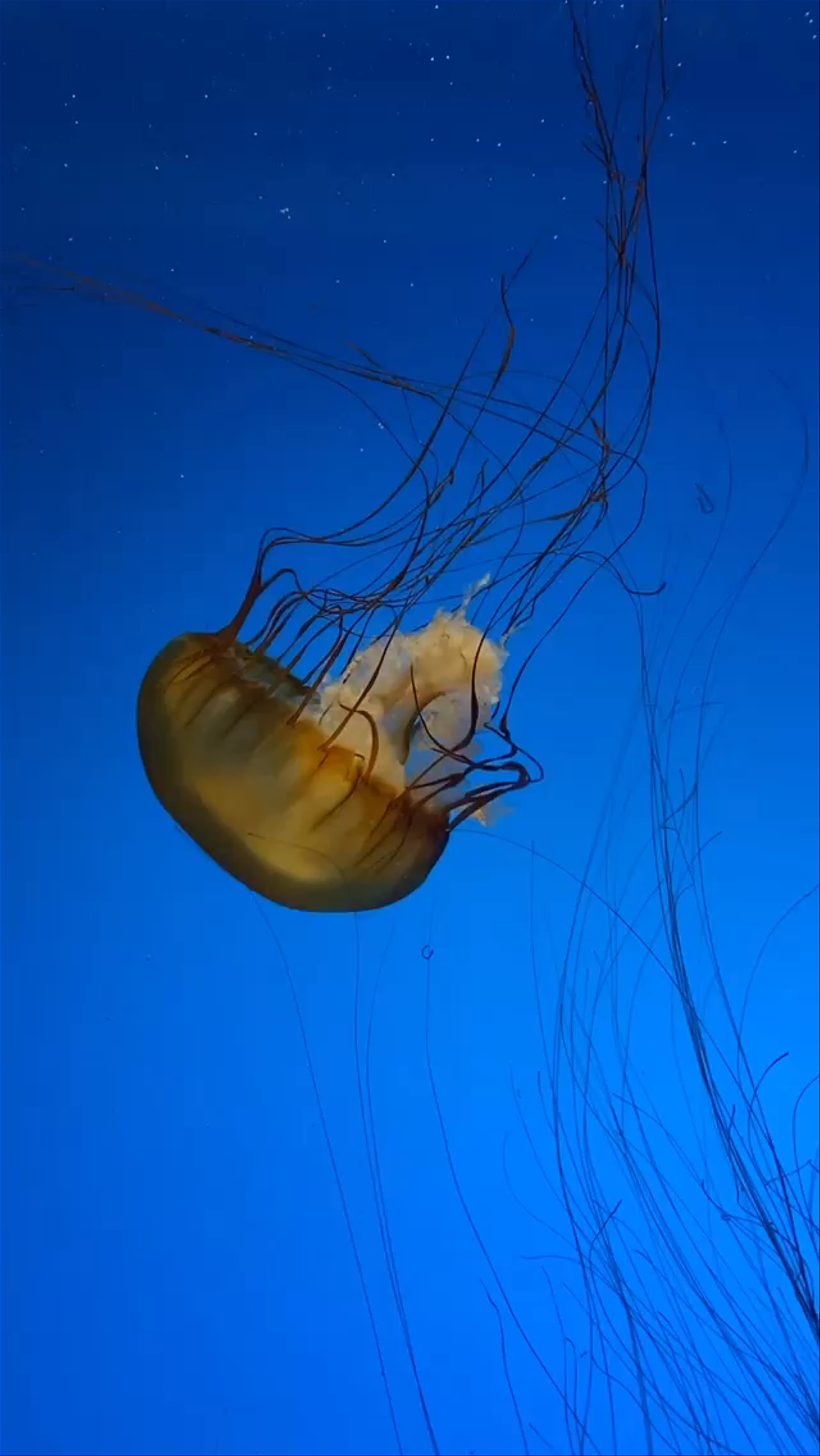 St. Louis Aquarium at Union Station