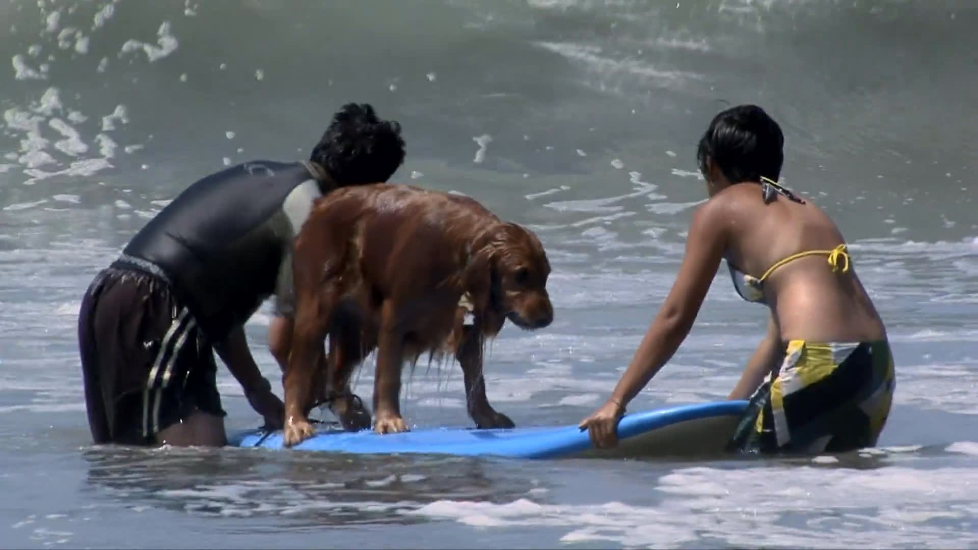 Two individuals assist a golden retriever as it practices balancing and standing on a surfboard in shallow ocean waves. The group works together to guide the dog through the surf in a structured training session.