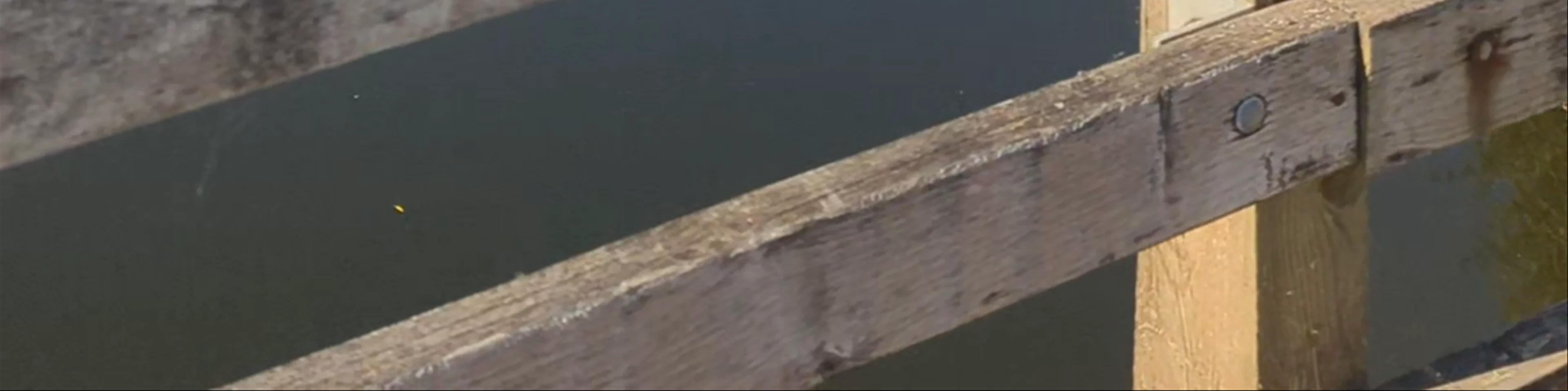 River Otter