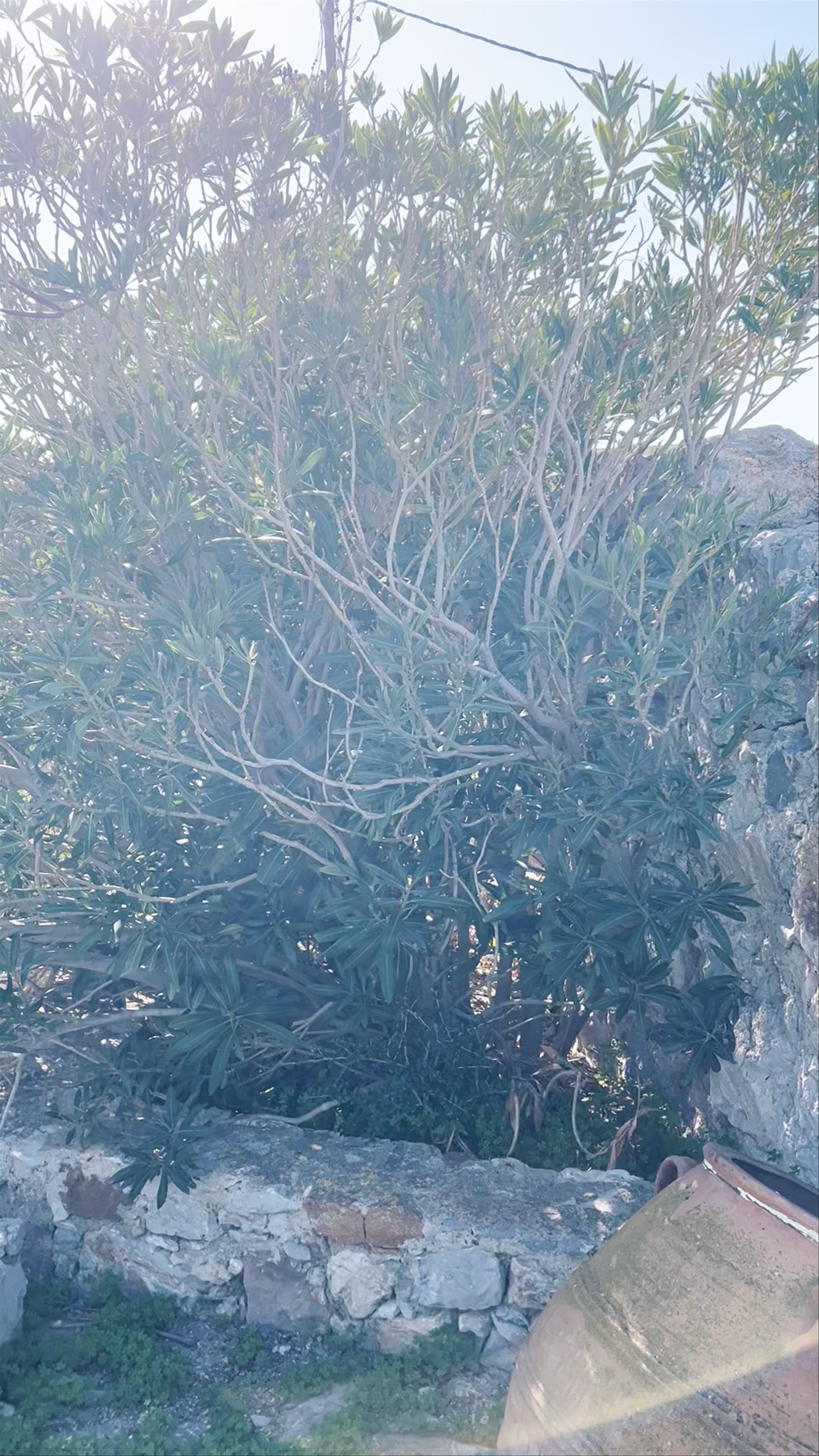 Κάστρο Λέρου (Παντελίου)