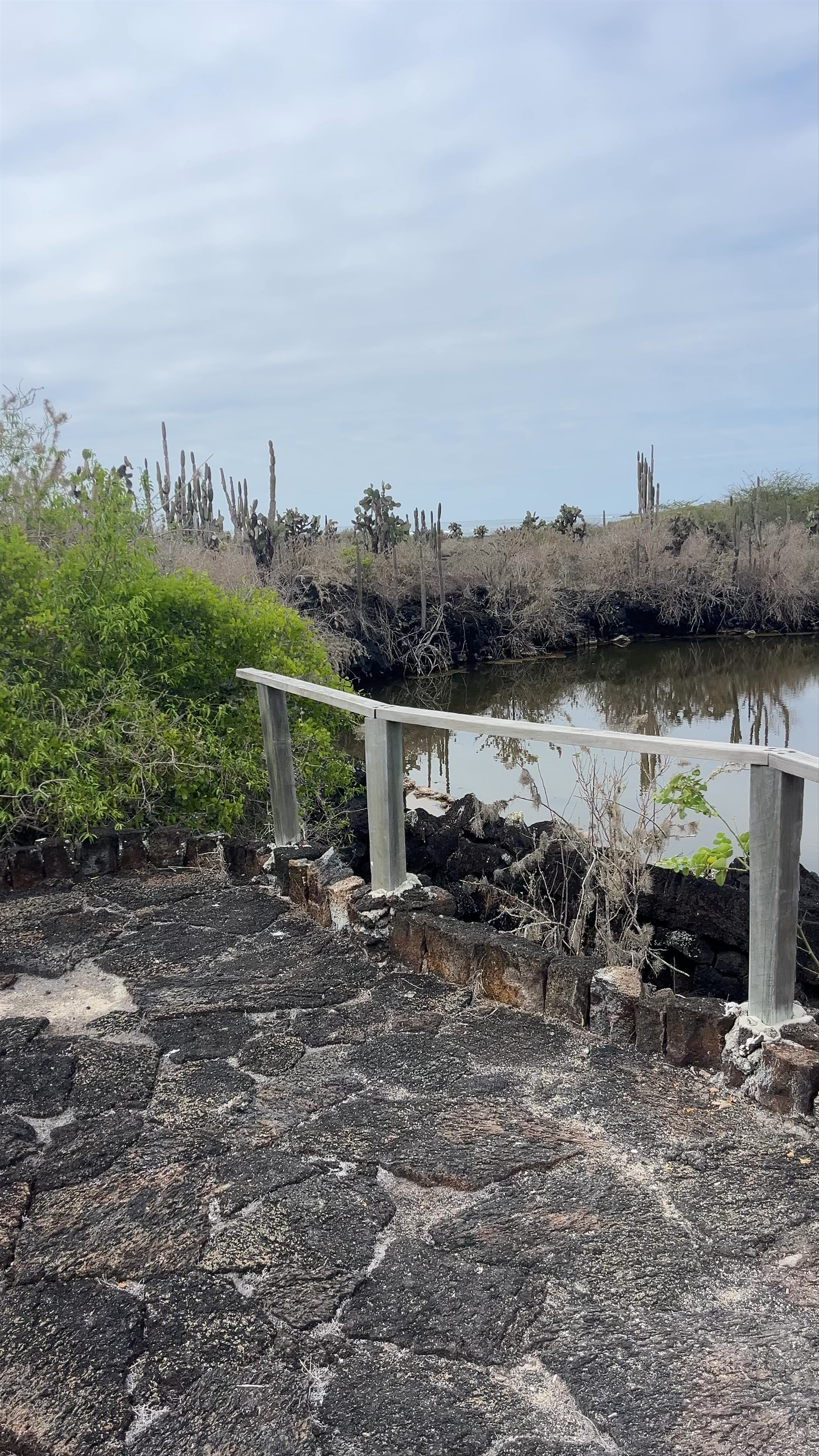 Los Tunos, Puerto Villamil: A Tranquil Galápagos Wetland Experience