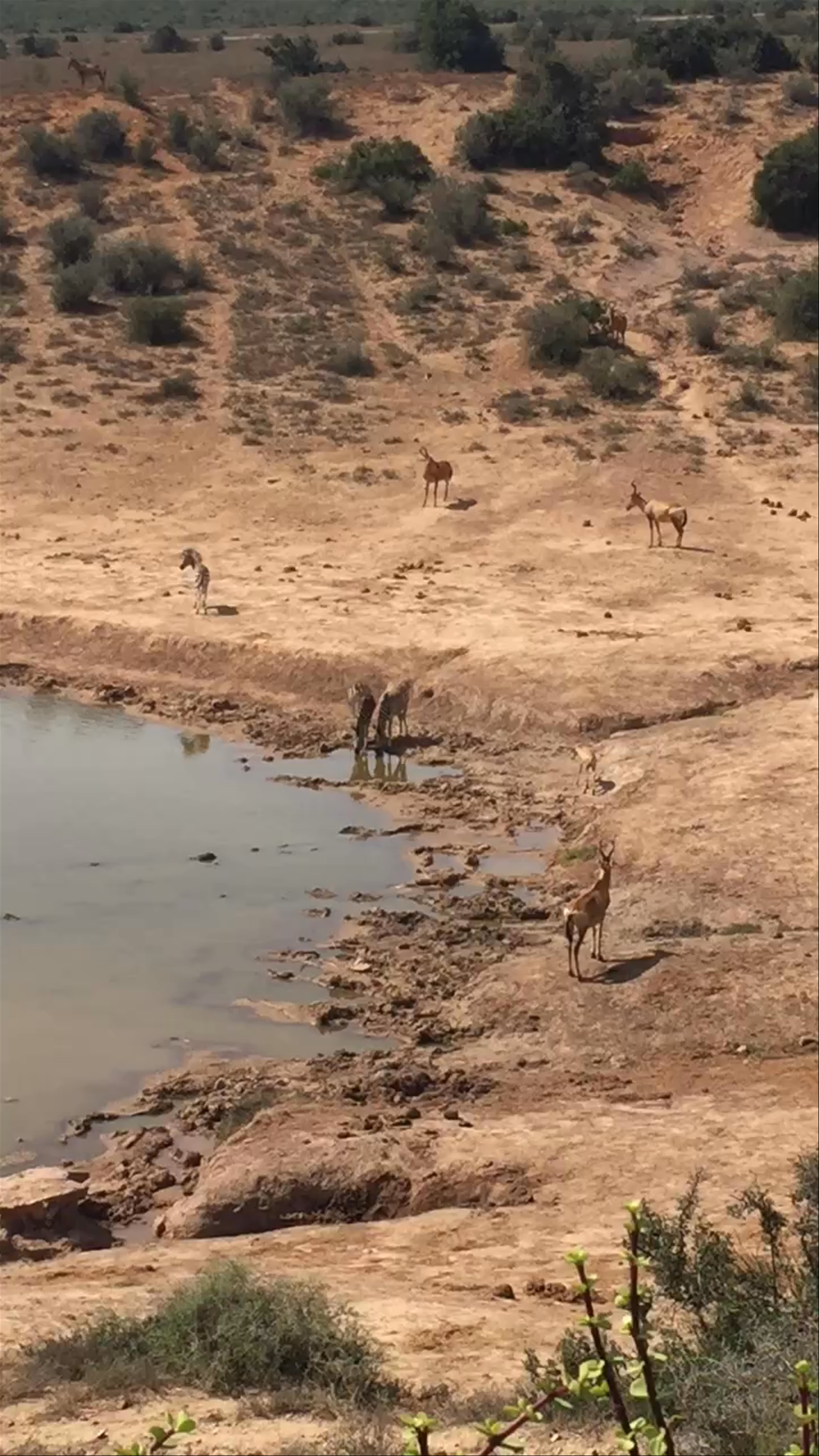 Addo Elephant National Park