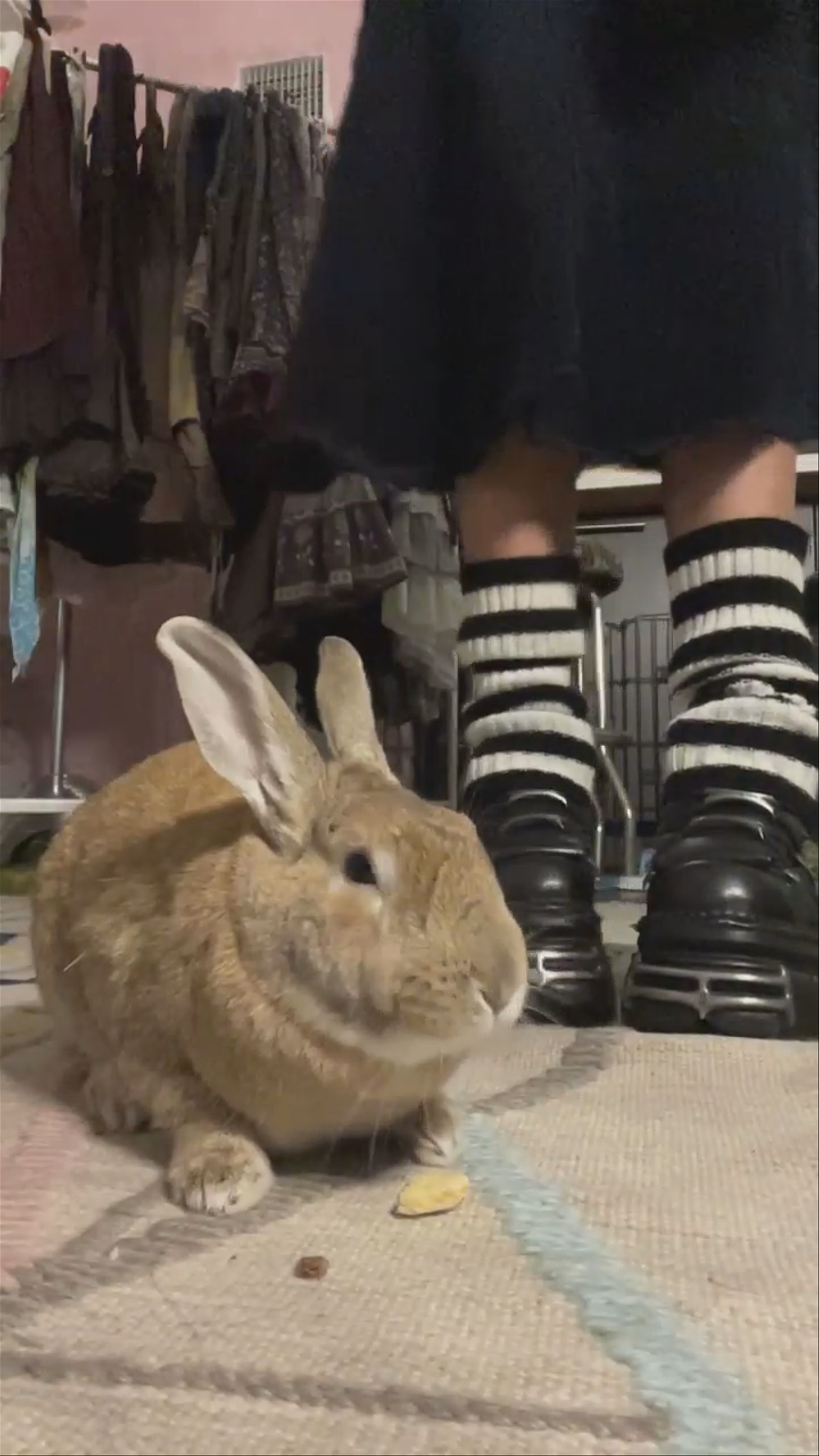 🐰🐰🐰
