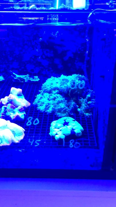 Premier Aquatics - 2023 awesome coral tank - Aquarium Services Near Me - Virginia Beach, Virginia