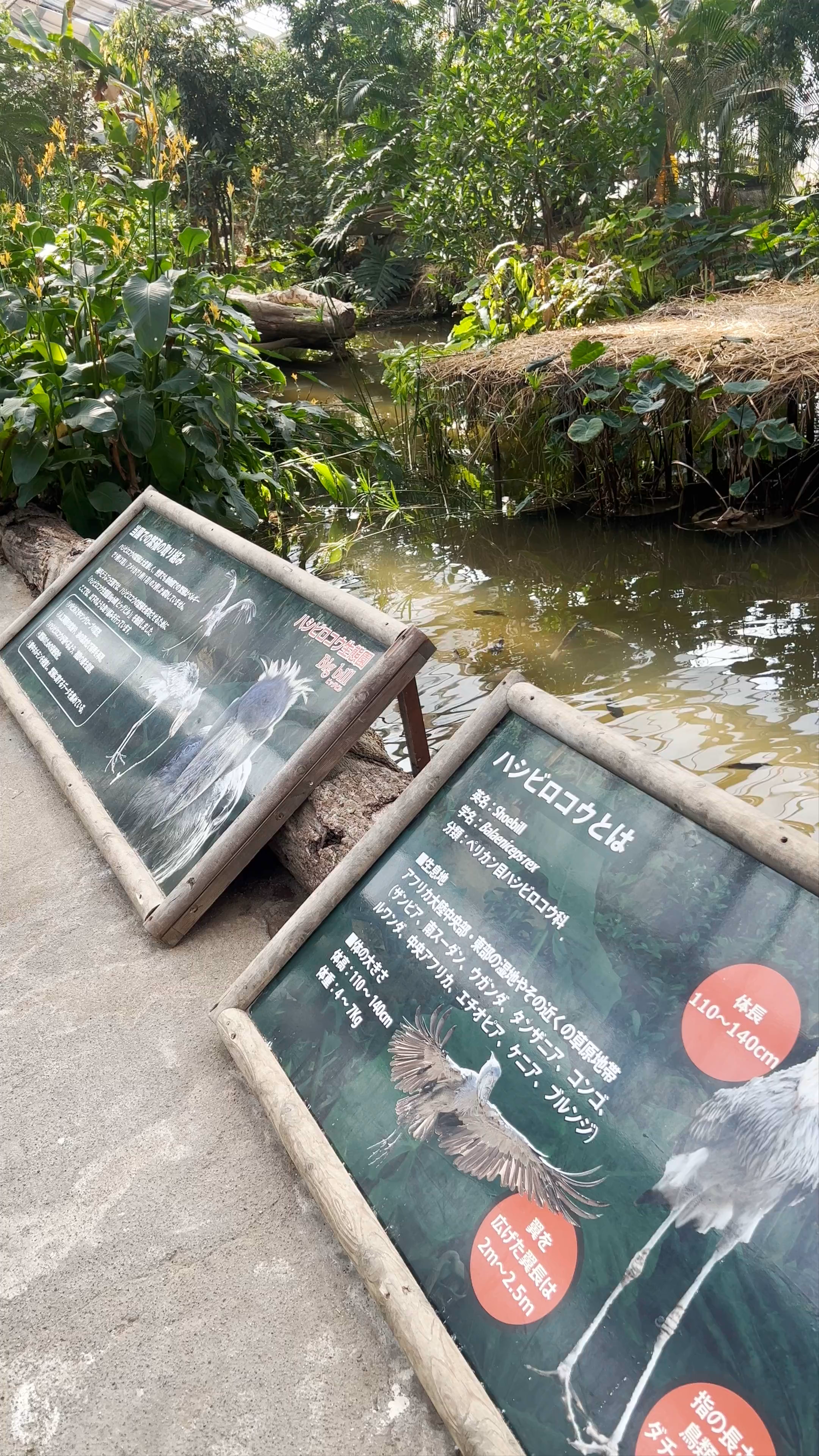 Shoebill Ecological Garden: Discover the Majestic Shoebill in Kobe