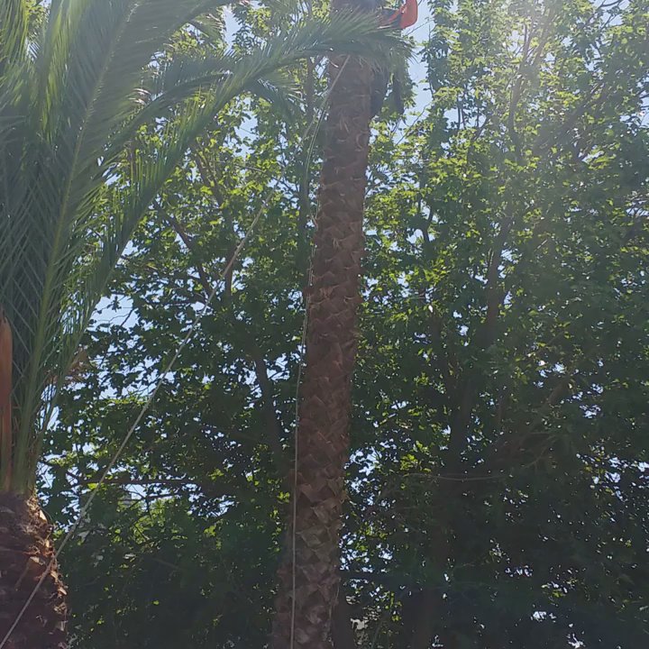 R's Tree Care - Tree Services Near Me