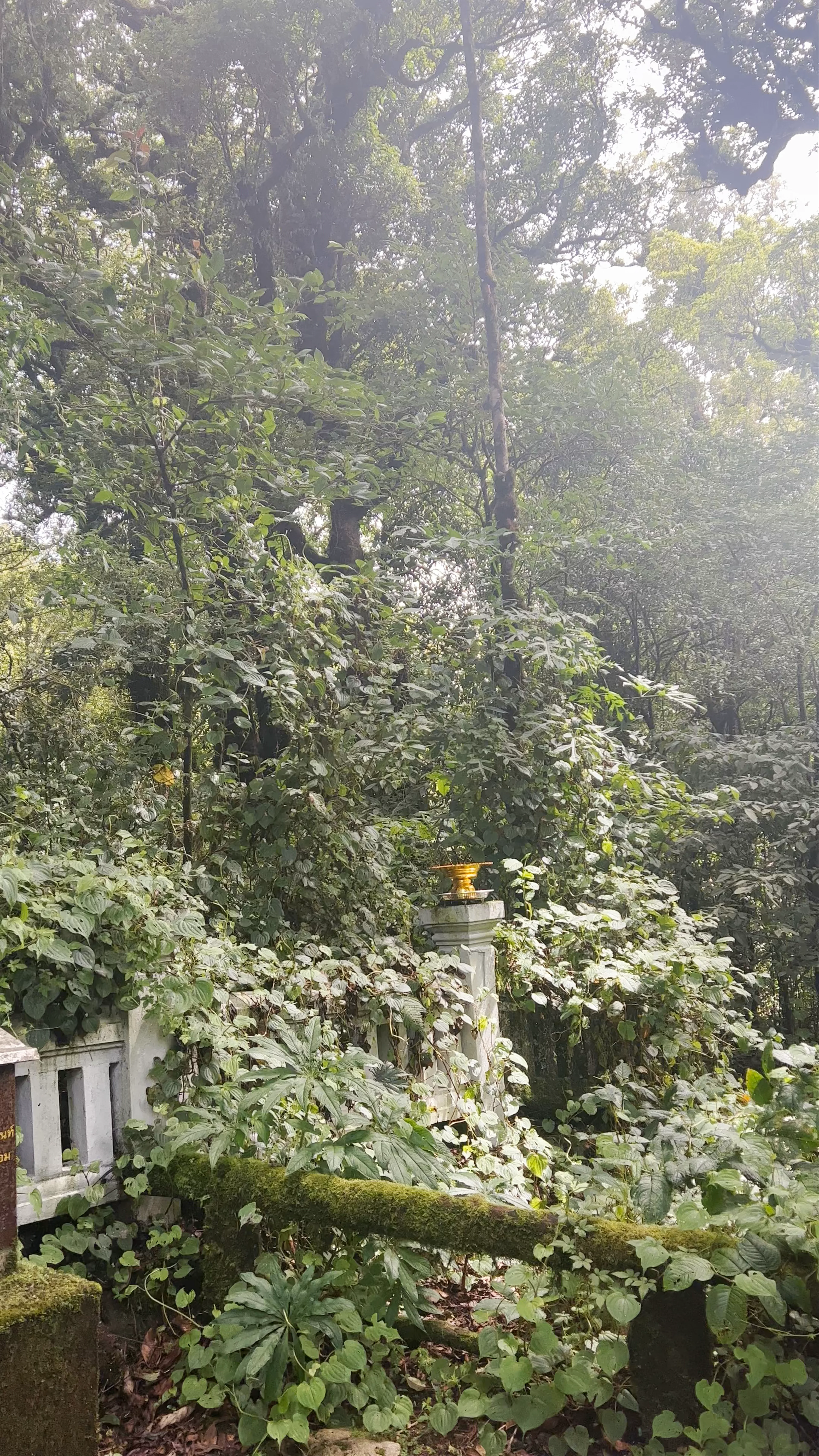 Doi Inthanon