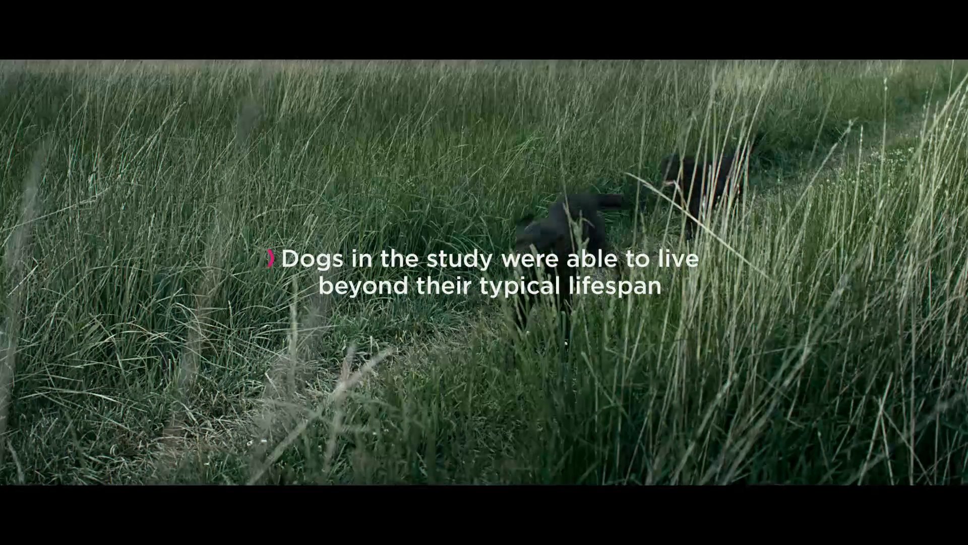 Eukanuba “Hayflick”