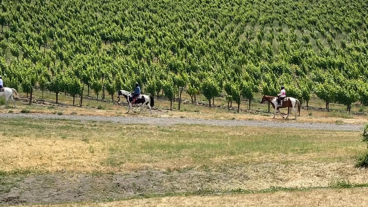 Sonoma Valley Trail Rides - Horseback Riding Near Me - Sonoma, California