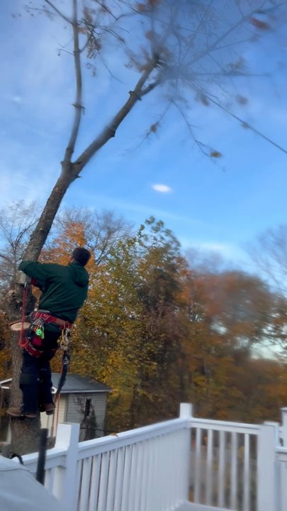 George's Tree Service - Legend says George cut down the cherry tree and he's at it again  Safely removed tree next to our home (+3 more) Easy to schedule RECOMMEND - Tree Services Near Me