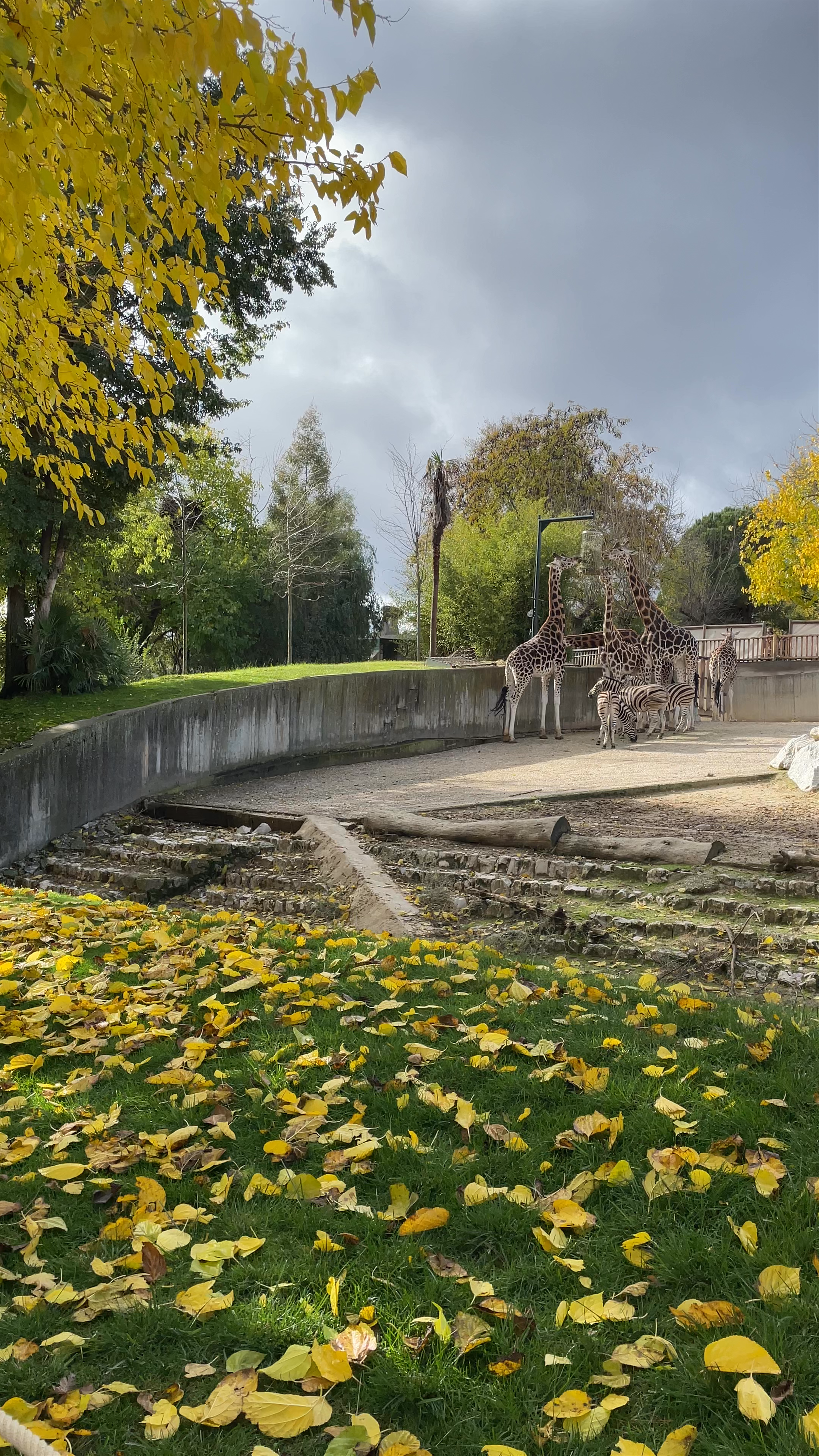 Madrilgo parke zoologikoa