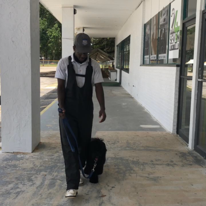 Leadjy Denis - Pet Training Near Me