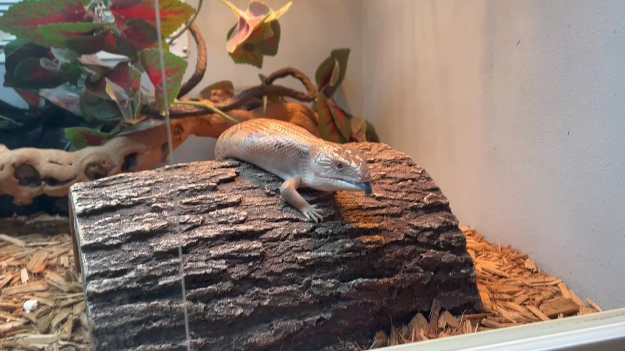 Dave’s Skinks - Pet Breeders Near Me
