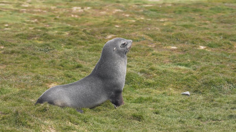 Antarctic fur seals poster