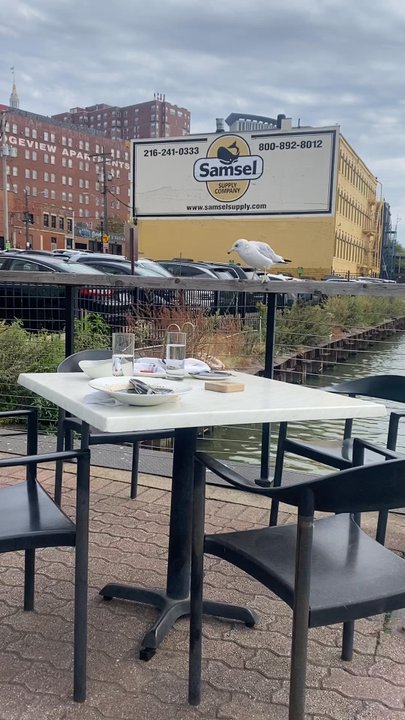 Collision Bend Brewing Company - Seagull - Breweries Near Me - Cleveland, Ohio