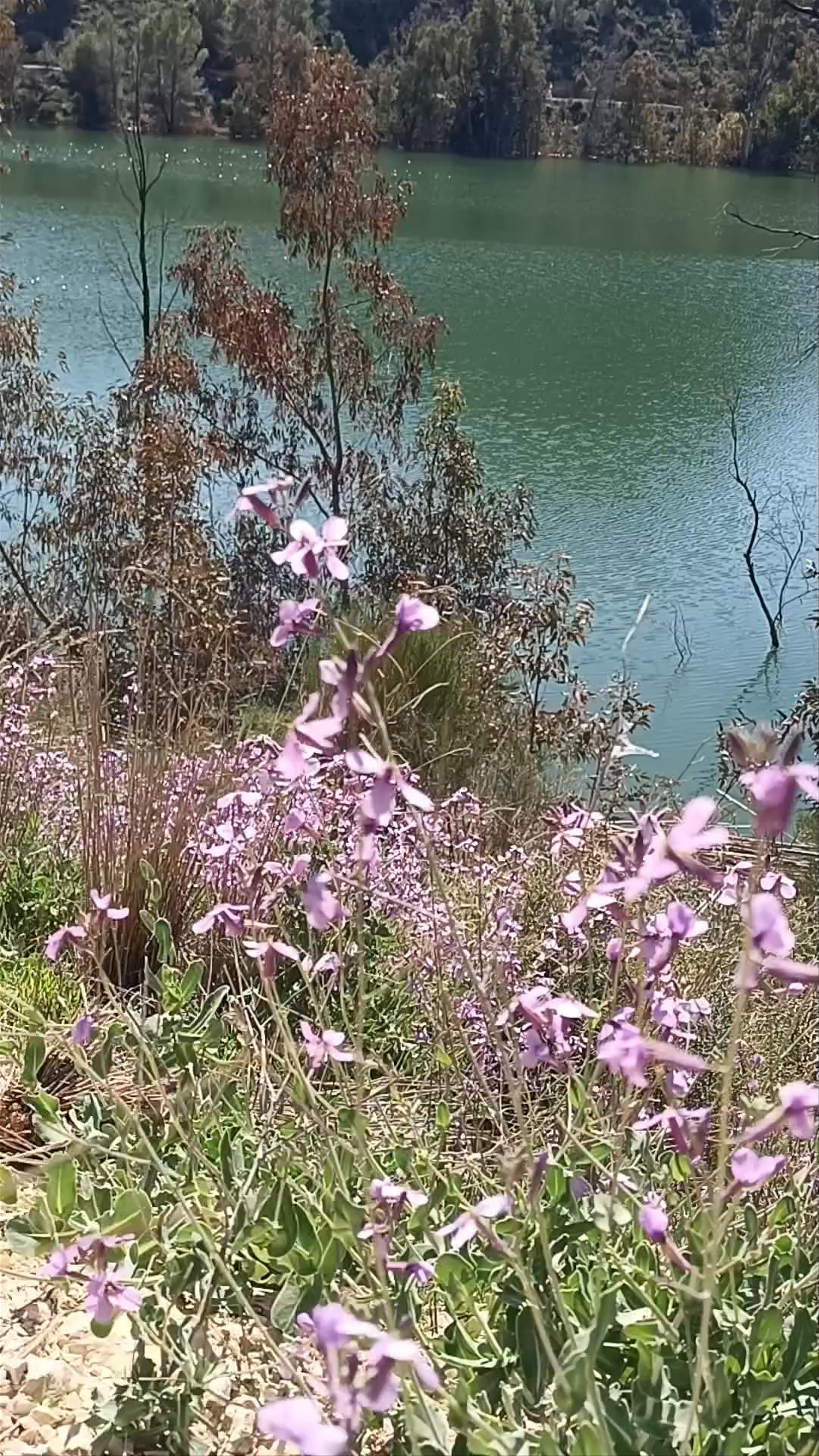 Embalse de la Cierva