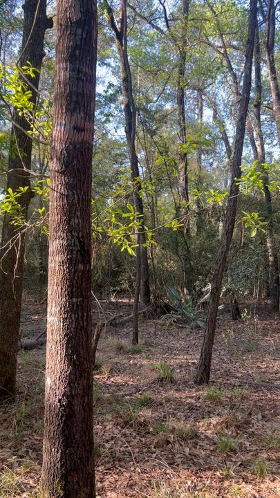 George Mitchell Nature Preserve - Parks Near Me - Spring, Texas