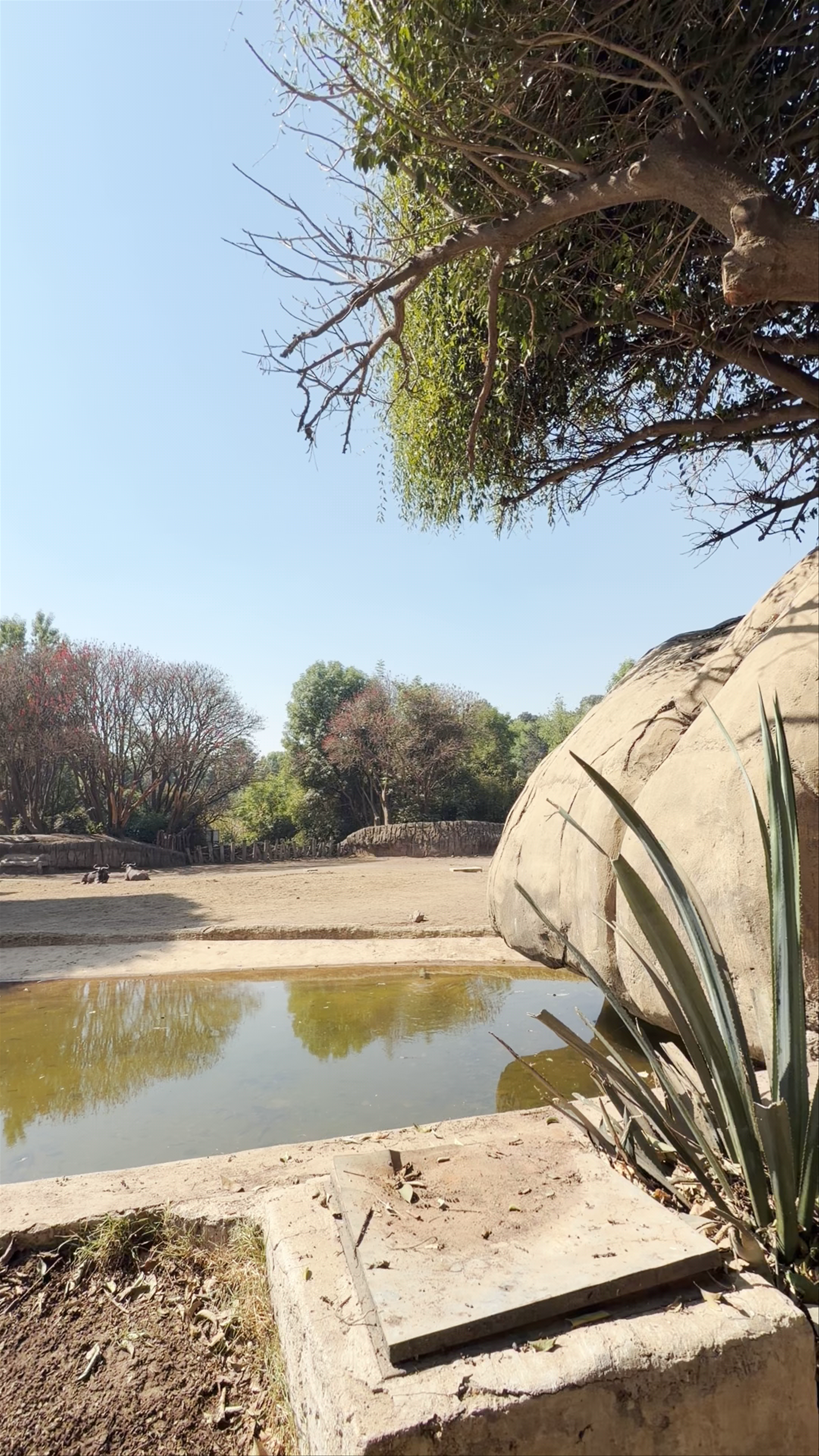 Zoologico De Chapultepec