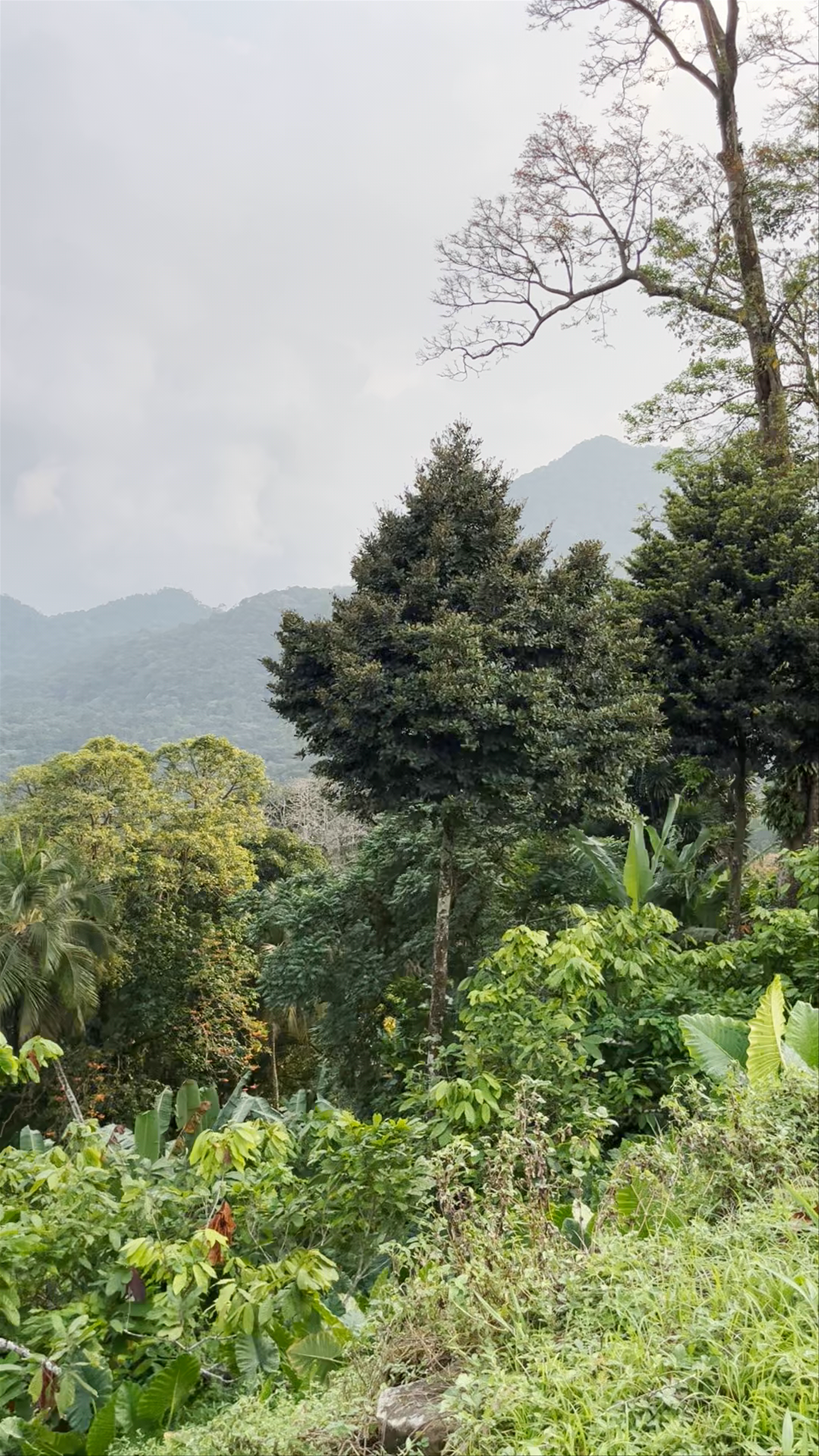 Roça do Terreiro Velho