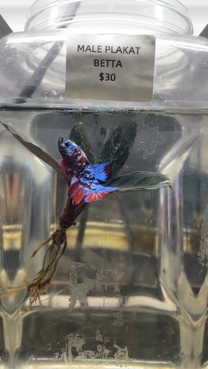 MastahBetta Fish Shop - We bought this one & the plant - Local Fish Stores Near Me - Honolulu, Hawaii