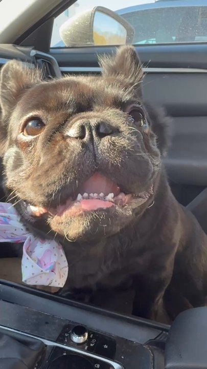 Santa's Doggie Workshop - Zoey fresh out the groomer ! Looking good smelling good - Pet Groomers Near Me - Johnston, Rhode Island