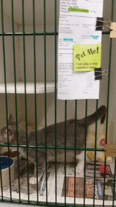 Cat Welfare Association - Animal Shelters Near Me - Columbus, Ohio