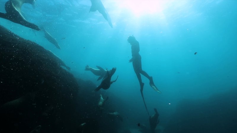 Free Diving with Sea Lions poster