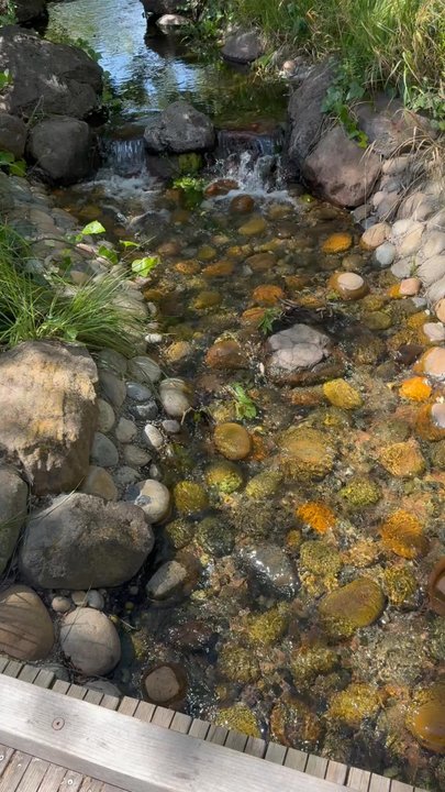 Edith Morley Park - Yes.... Lovely stream in this park - Parks Near Me - Campbell, California