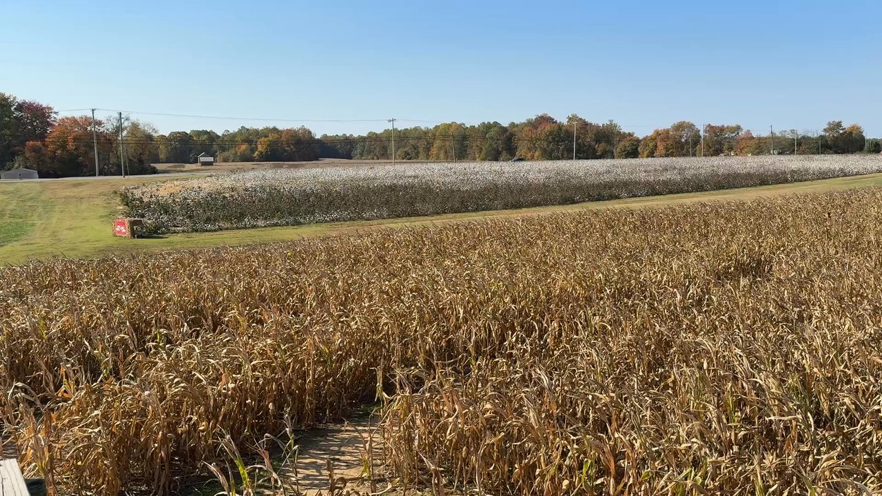 Bowles Farm - Cornfield Maze - Pumpkin Patches Near Me - Clements, Maryland
