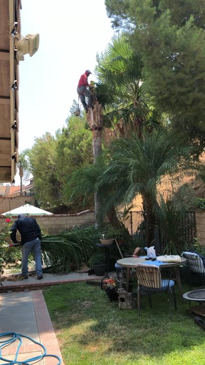 Green Crest Tree Care - Large Palm Tree Being Cut Down - Tree Services Near Me - Sun valley , California