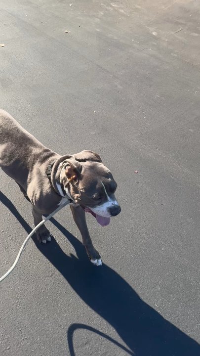 LA Dog Experts - Pet Training Near Me