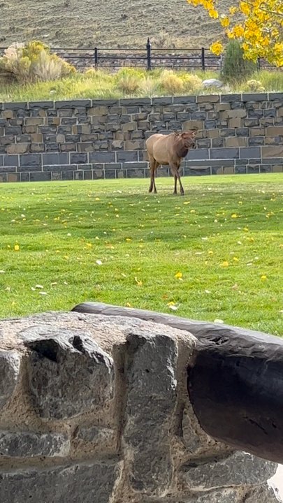Arch Park - Elk always in park - Parks Near Me