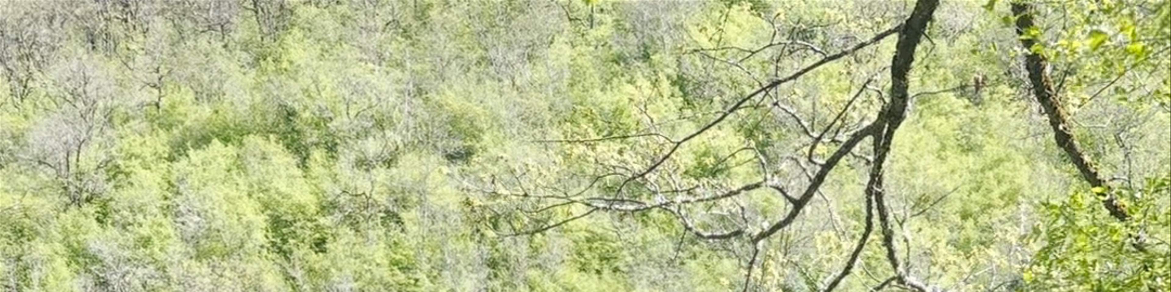 Plužine