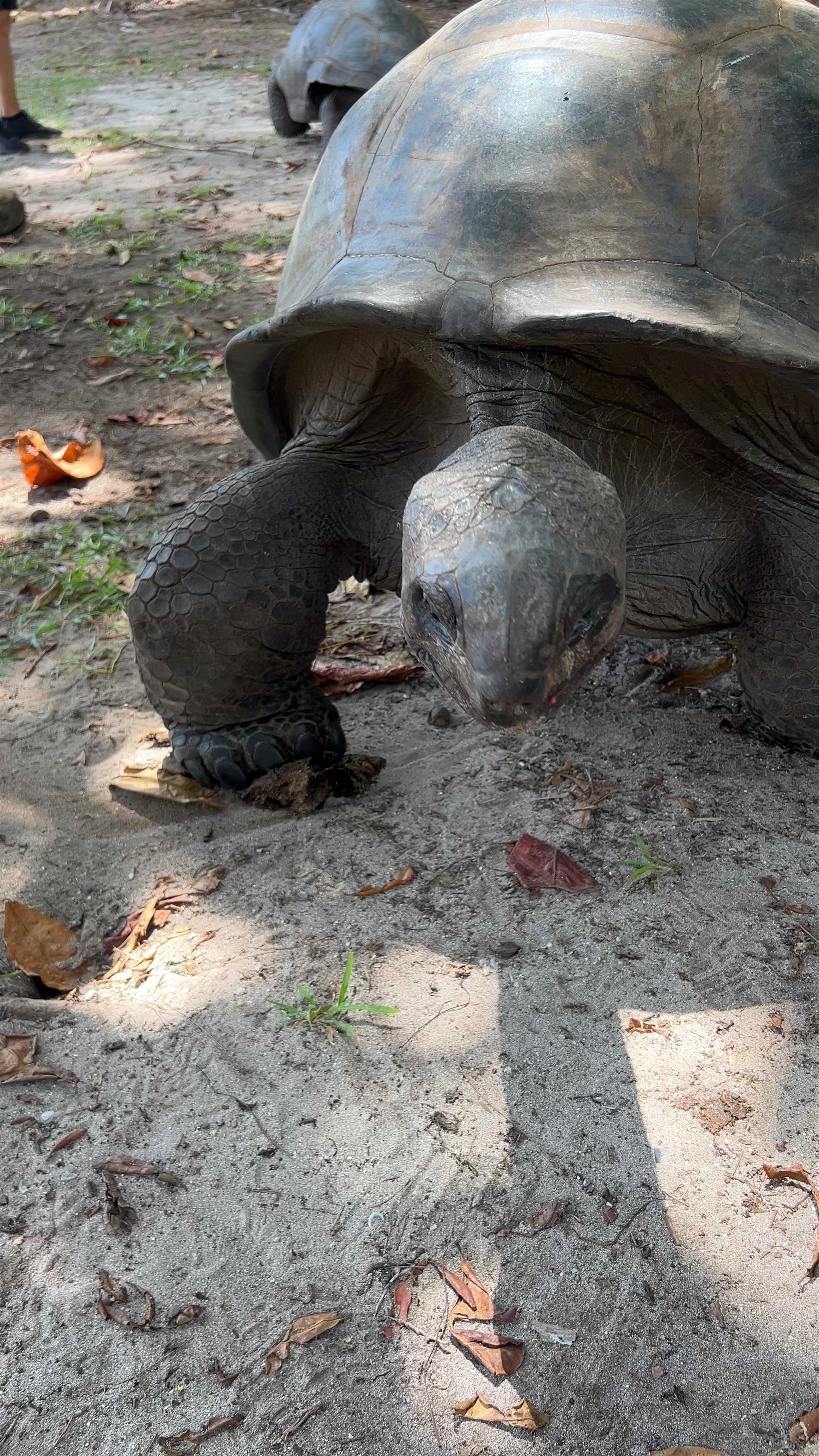 THE GIANT TORTOISES OF THE SEYCHELLES