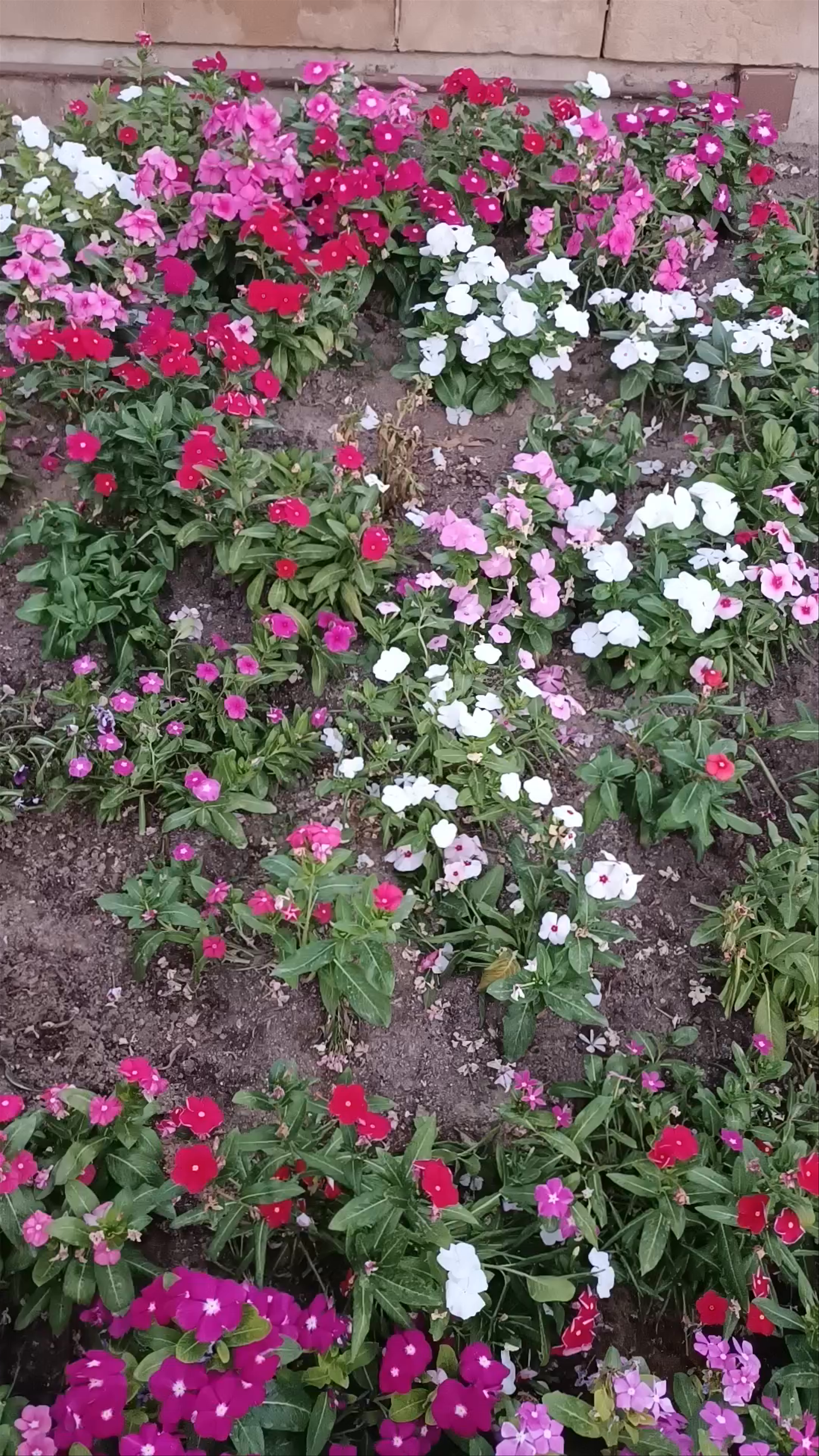 Evening Stroll at Ayuntamiento de Murcia: Floral Beauty & Historic Charm