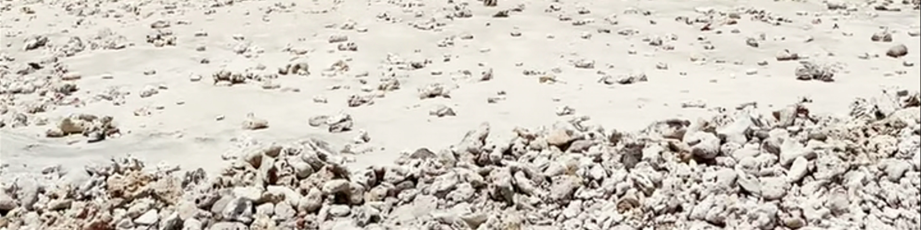 Turtle Shore
