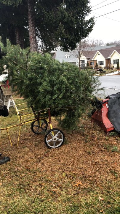 Stevens Tree Farm - Christmas Trees Near Me - Salisbury, Massachusetts