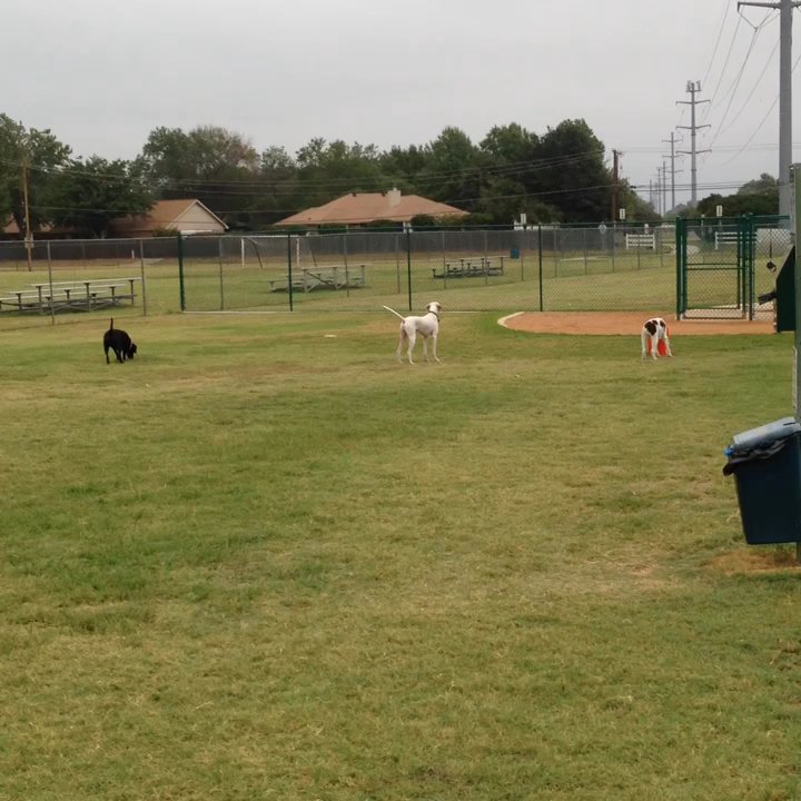 Bedford Bark Park - Chloe Sam Canon ! - Dog Parks Near Me - Bedford, Texas
