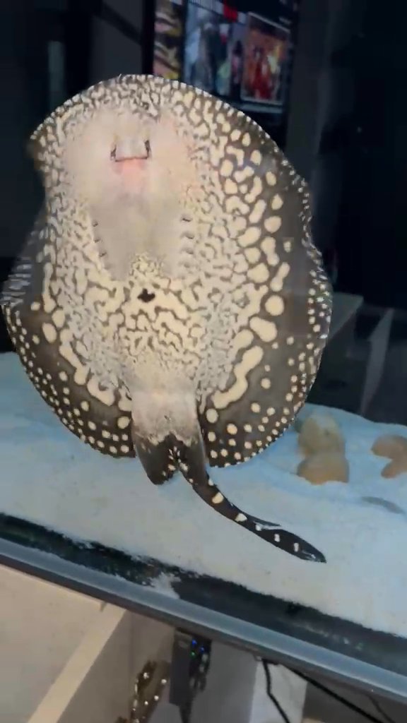 Black diamond stingray