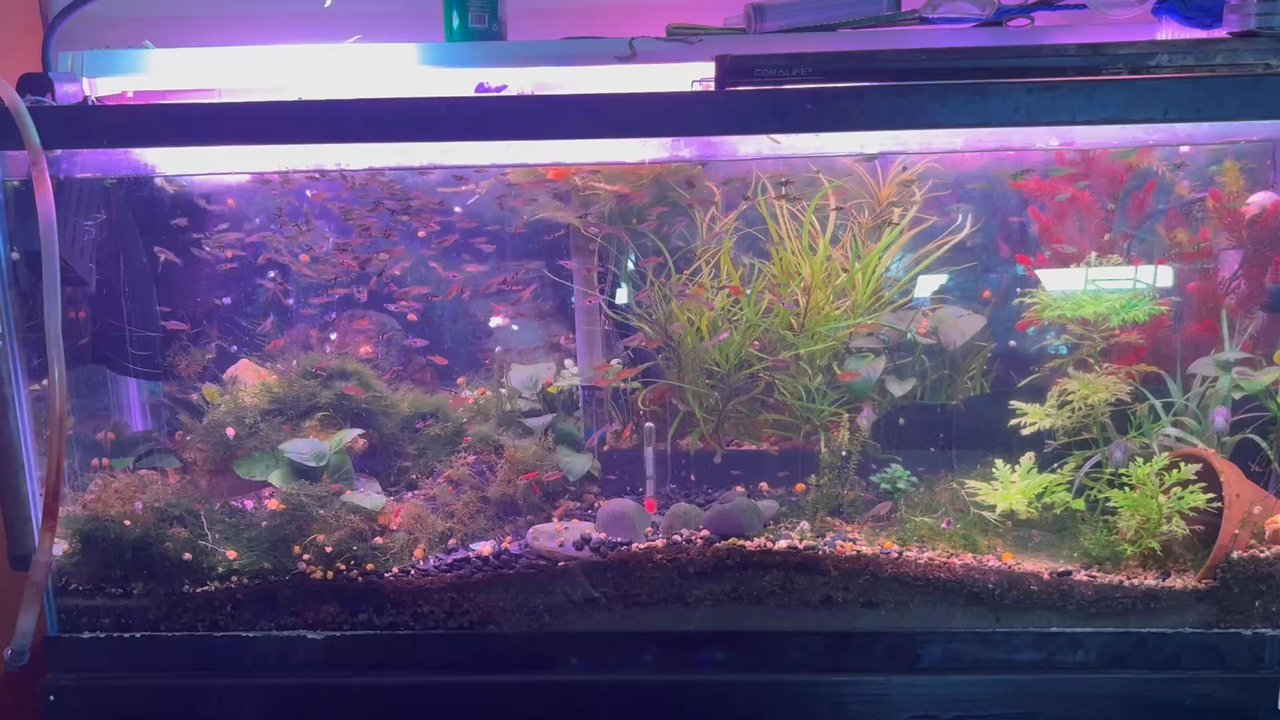 Wow Fish & Pets - Nano Community Tank c Several Difficult to Find Nano Species Which are small difficult to find peaceful , small size tropical fish - Pet Groomers Near Me - Hesperia, California