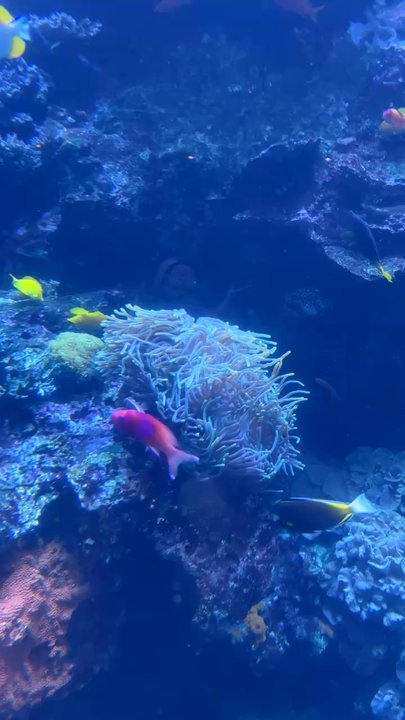 Georgia Aquarium - Aquariums Near Me - Atlanta, Georgia