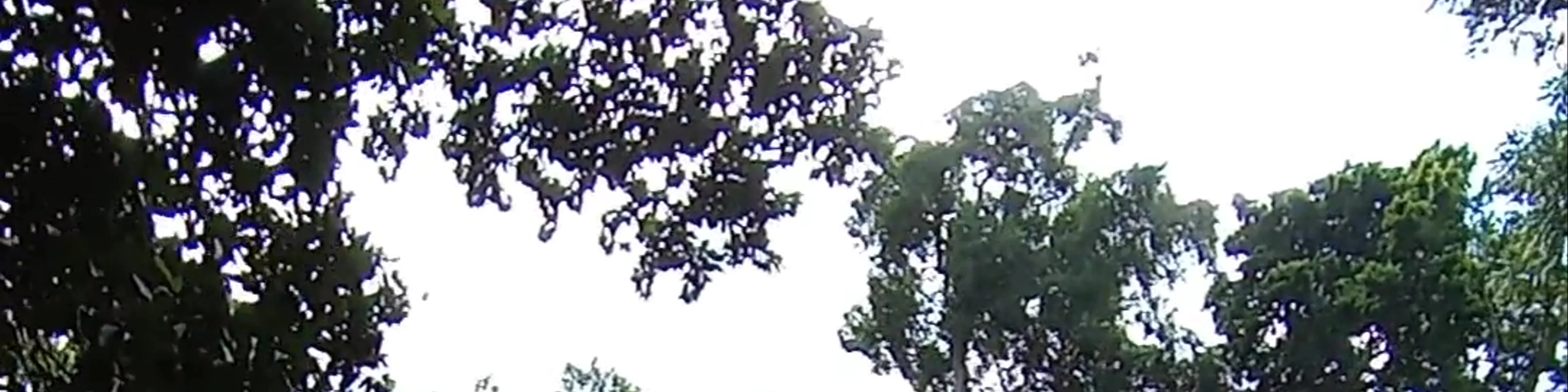 Tikal National Park