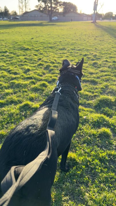 ARK-9 Dog Training - Pet Training Near Me