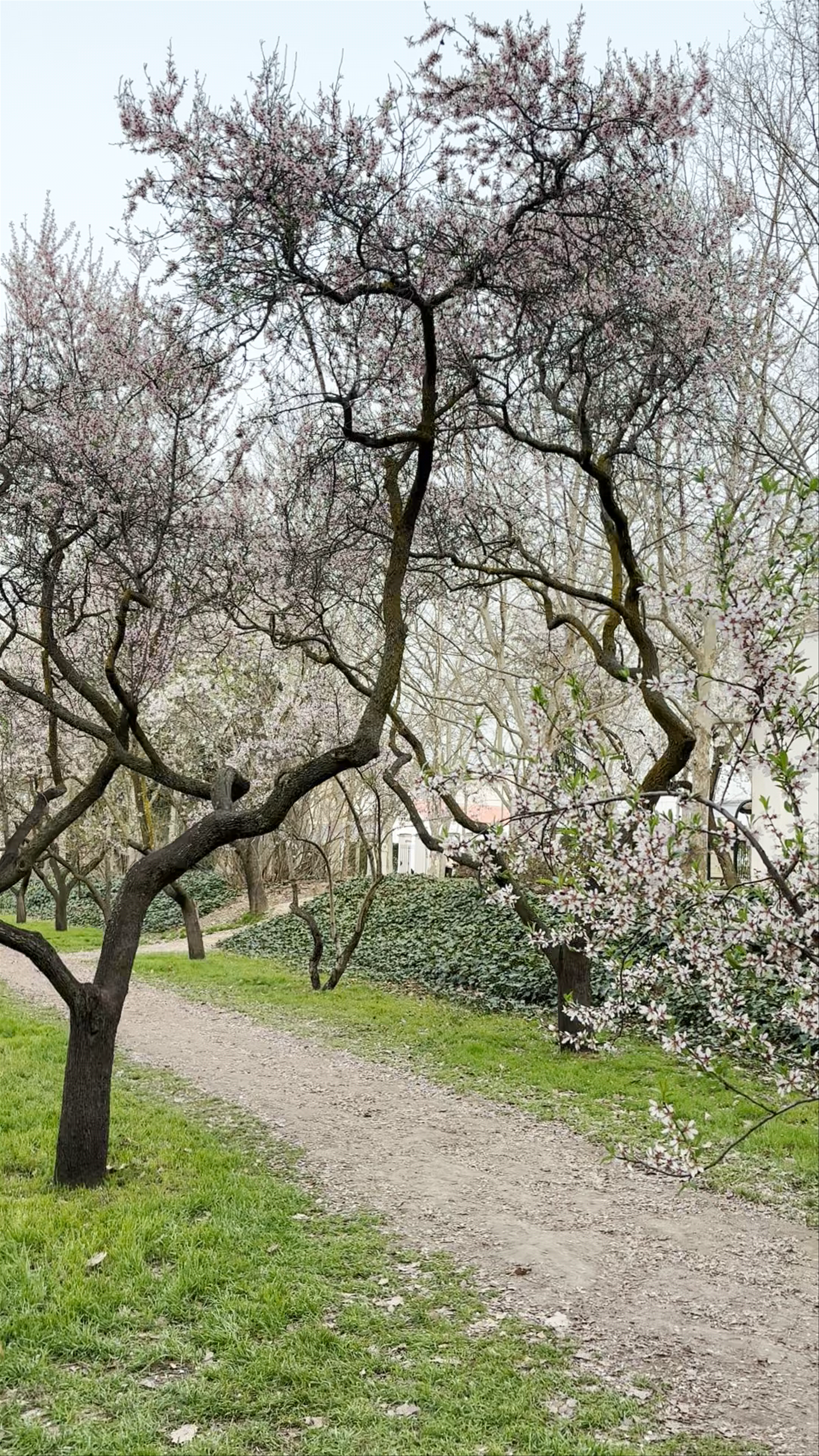 Blossoming Serenity at Parque de la Quinta de los Molinos, Madrid
