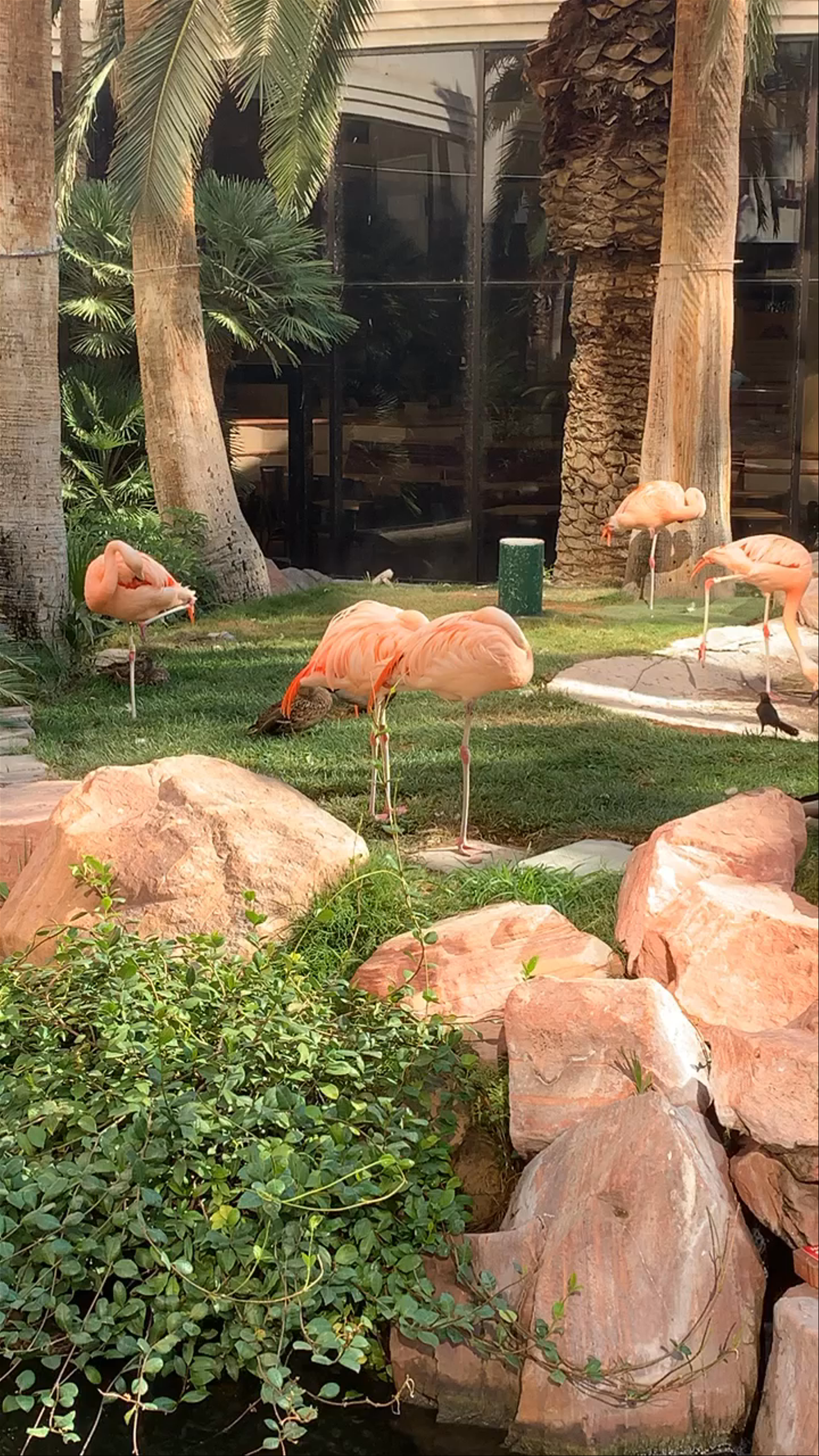 Peaceful Flamingo Oasis in Las Vegas Palm Garden