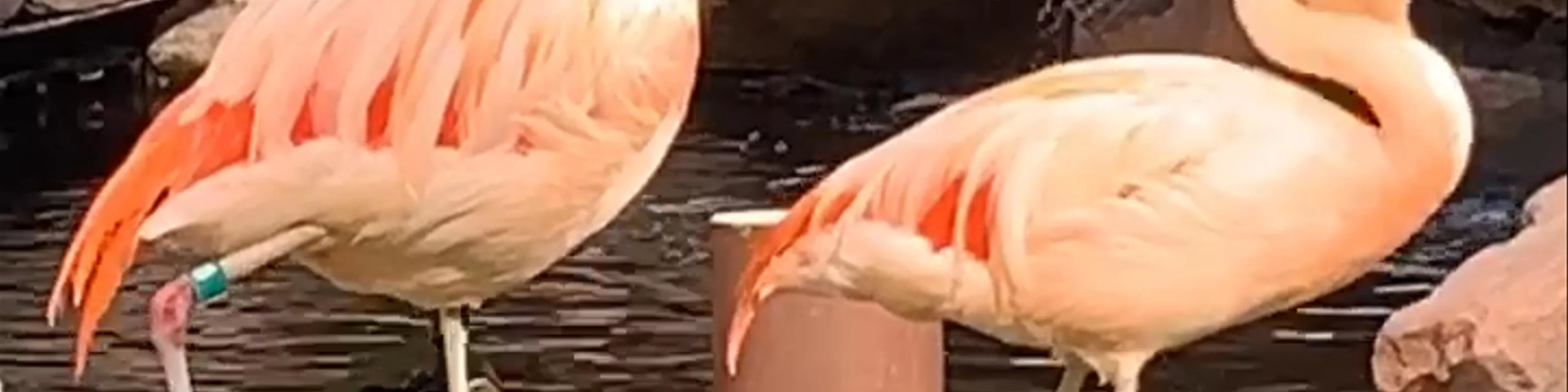 Flamingo Las Vegas Hotel & Casino