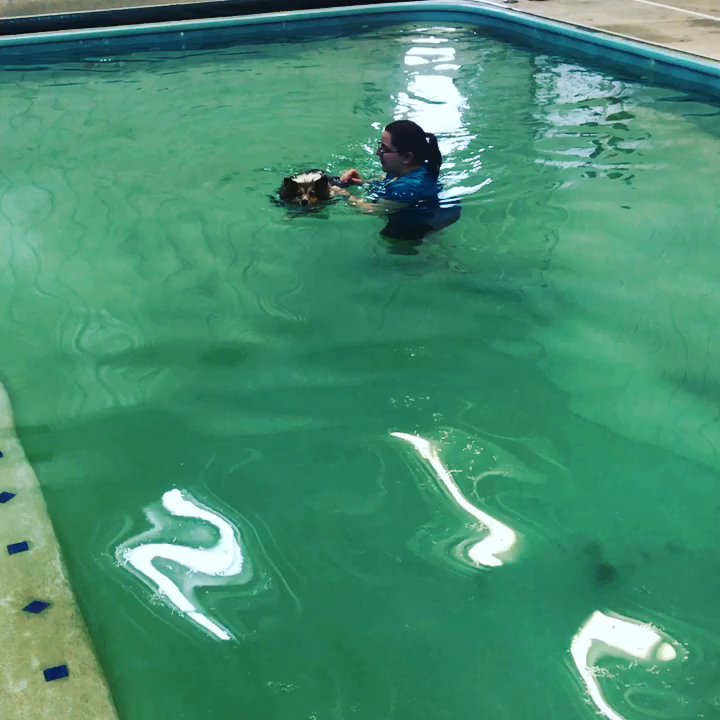 Four Star Wellness - Daisy getting her therapy on today. She's a good little swimmer. - Pet Training Near Me - Wanatah, Indiana