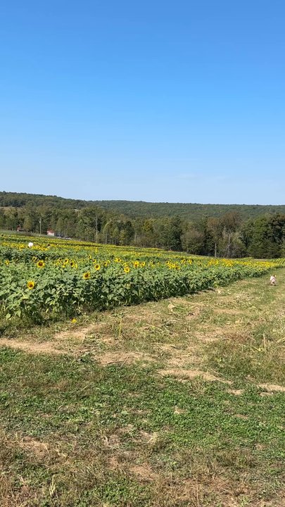Flat Top Mountain Farm - Hay ride through the flower fields to the corn maze - Pumpkin Patches Near Me - Soddy-Daisy, Tennessee