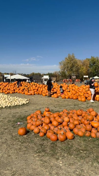 Maize in the City - Attraction Farms Near Me - Thornton, Colorado